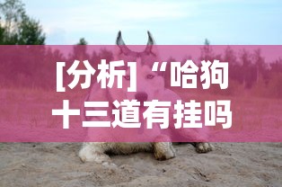[分析]“哈狗十三道有挂吗”事实上确实有挂