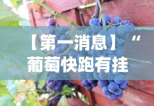 【第一消息】“葡萄快跑有挂吗	”(其实是有挂)
