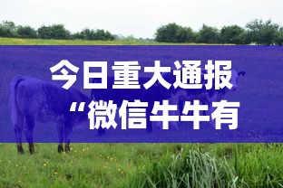 今日重大通报“微信牛牛有什么规律吗”(必备工具)辅助教学