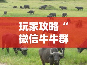 玩家攻略“微信牛牛群斗牛群”房卡链接获取